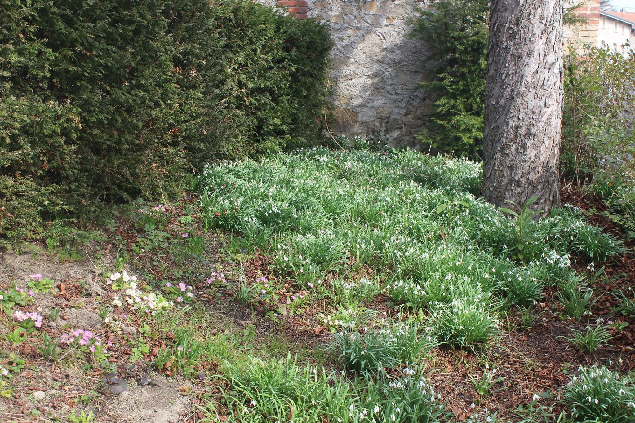 En have med forskellige planter og et træ.
