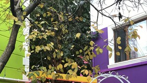 A courtyard with a tree, a brick planter, and a purple building. - The Zanadu İstanbul (Istanbul)