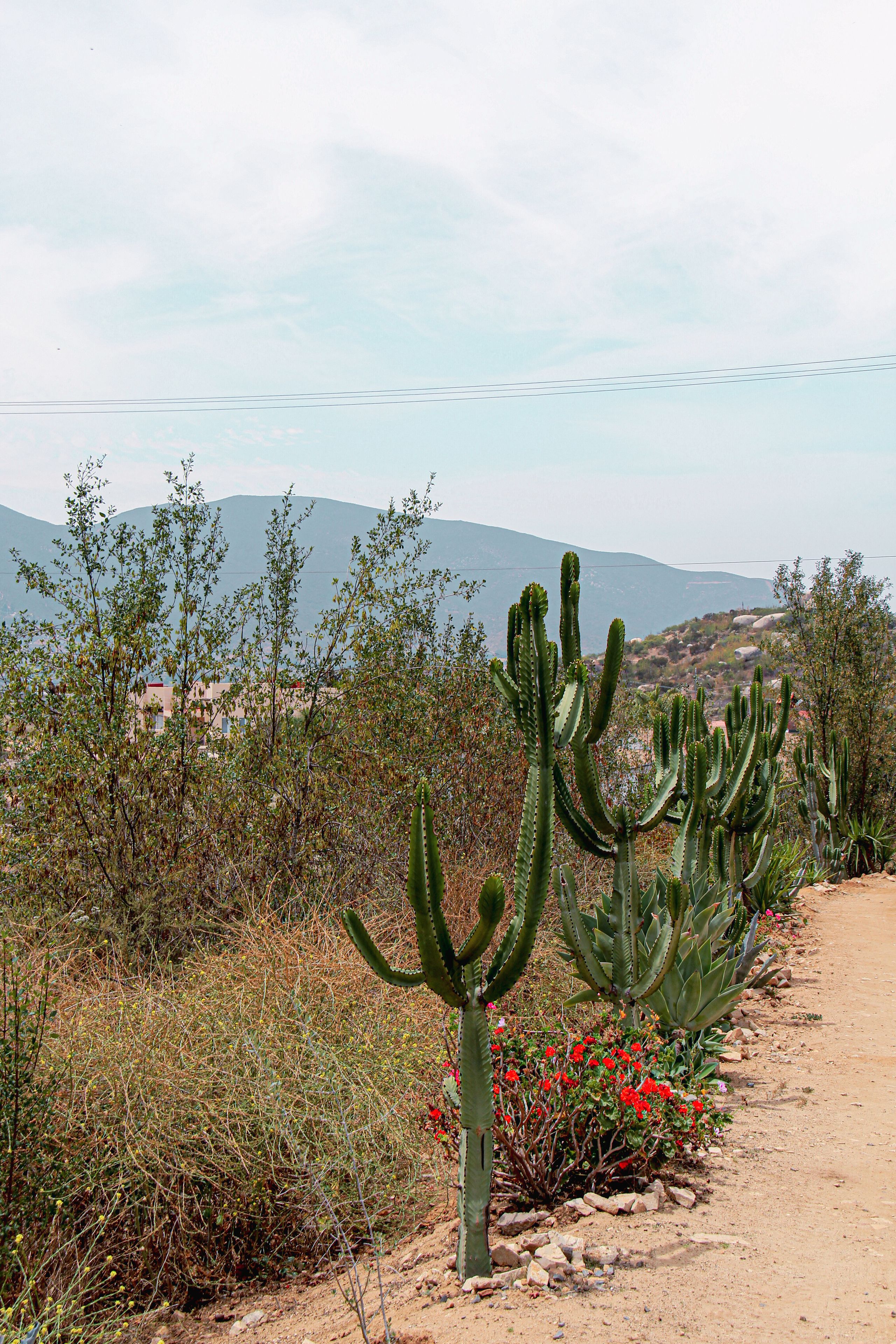 A desert landscape with cacti and a dirt path.