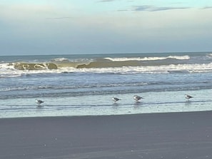 A beach with waves and seagulls.