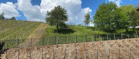 A vineyard with rows of grapevines and a fence.