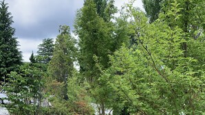 A gravel pathway leading through a garden with various trees and shrubs.