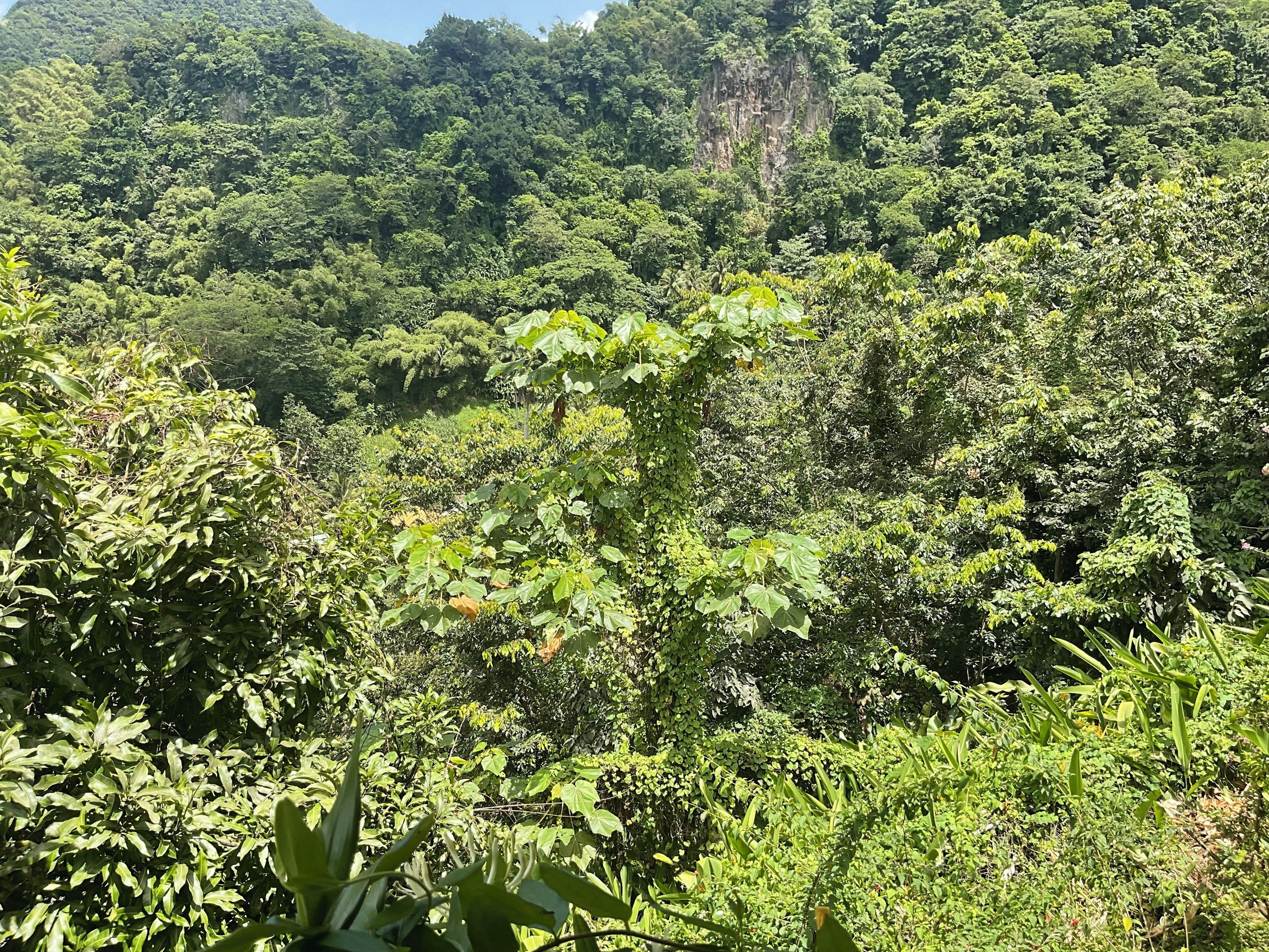 A lush, dense forest with a variety of green foliage and a prominent rocky cliff in the background.