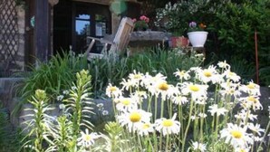 A garden with white flowers in front of a building with a sign reading "La Jacquerolle Chambres d'hôtes".