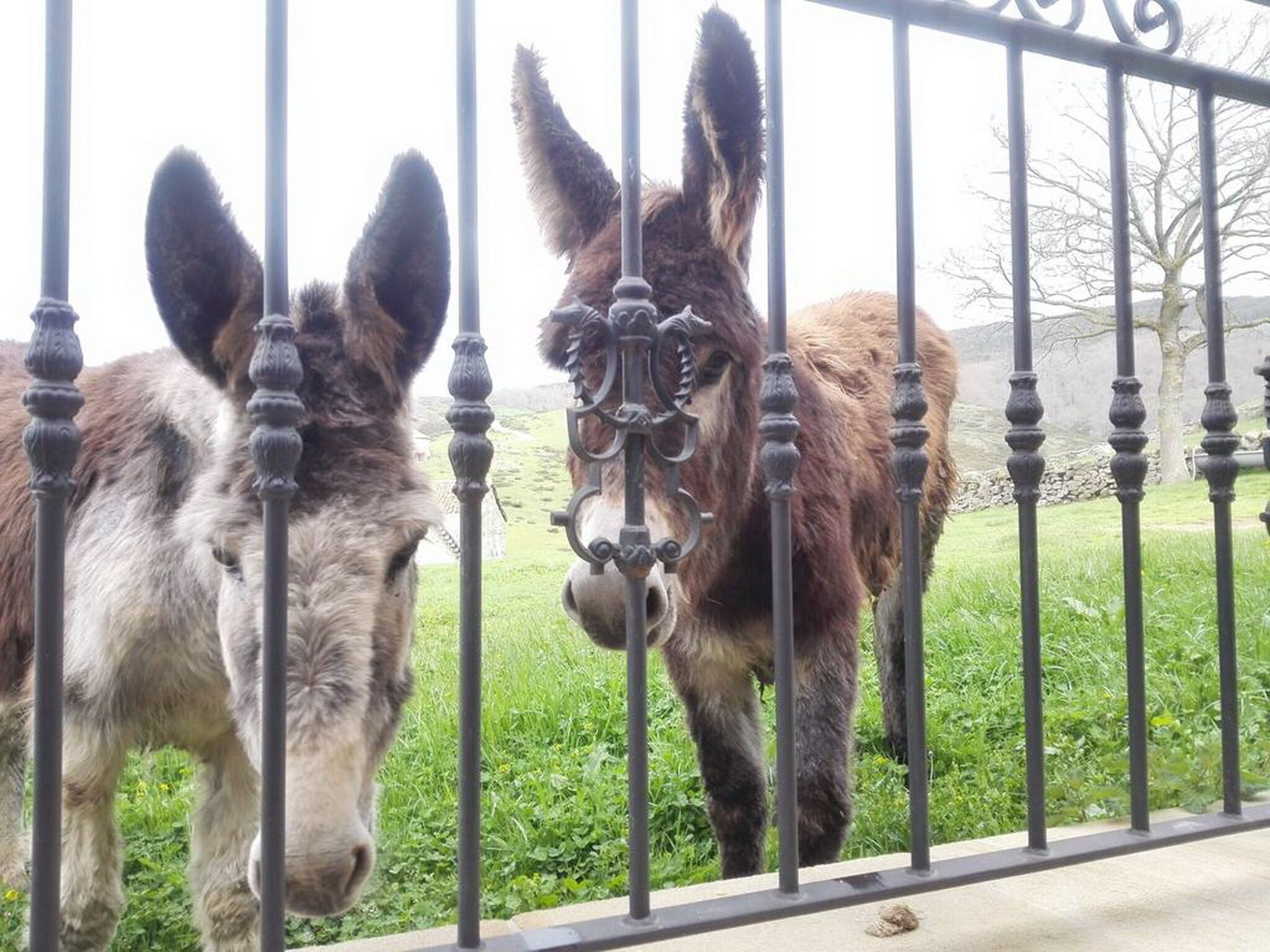 Dos burros detrás de una cerca metálica en un área cubierta de hierba.