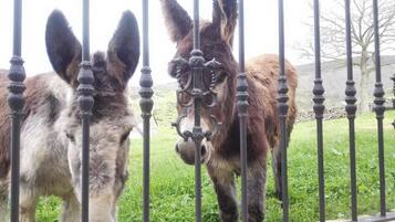 Dos burros detrás de una cerca metálica en un área cubierta de hierba.