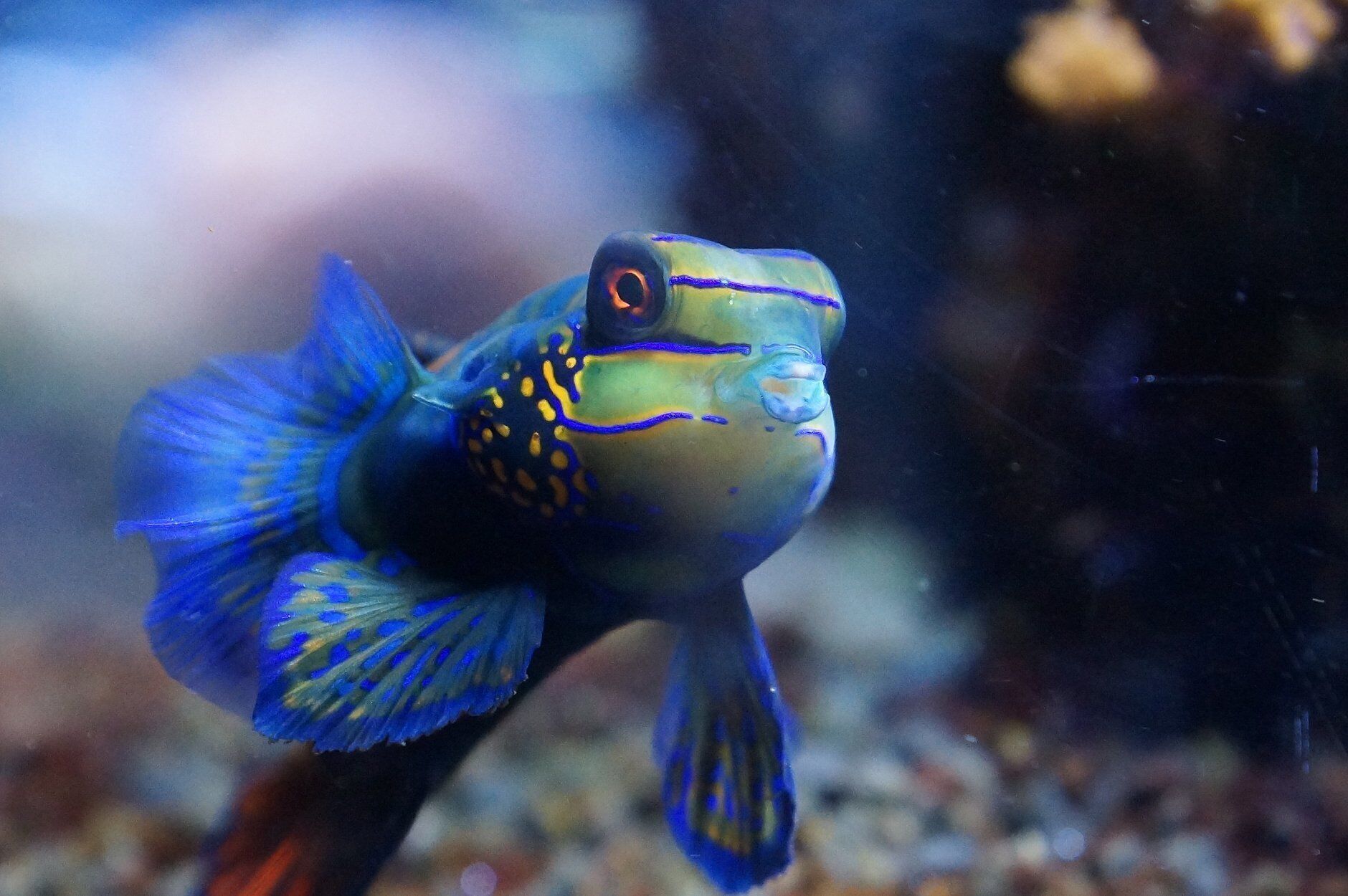 A fish with blue and yellow markings swimming in water.
