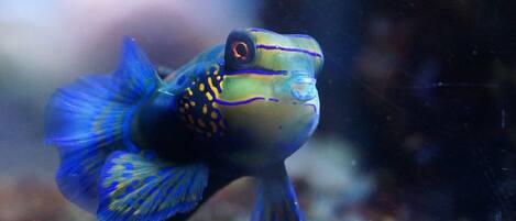 A fish with blue and yellow markings swimming in water.