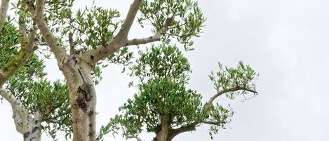 A tree with a thick trunk and sparse foliage against a cloudy sky.