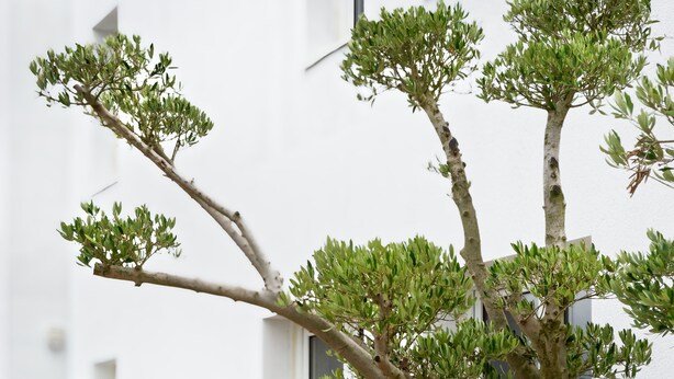 A bonsai tree in a planter with rocks and red leaves, a wooden deck, and a white building in the background. - Kyriad Direct Saint Brieuc - Parc des Expositions (Tregueux)