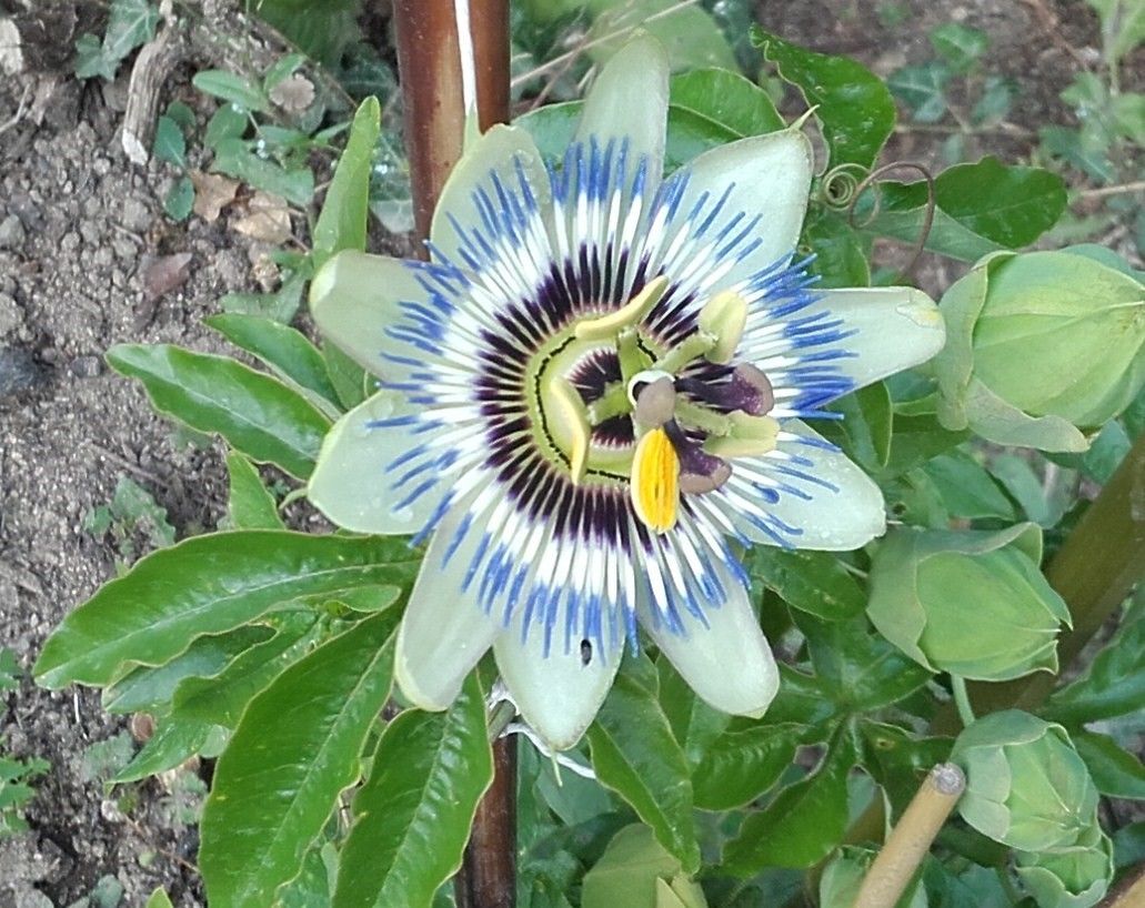 A close-up of a flower with a prominent central structure and surrounding petals.