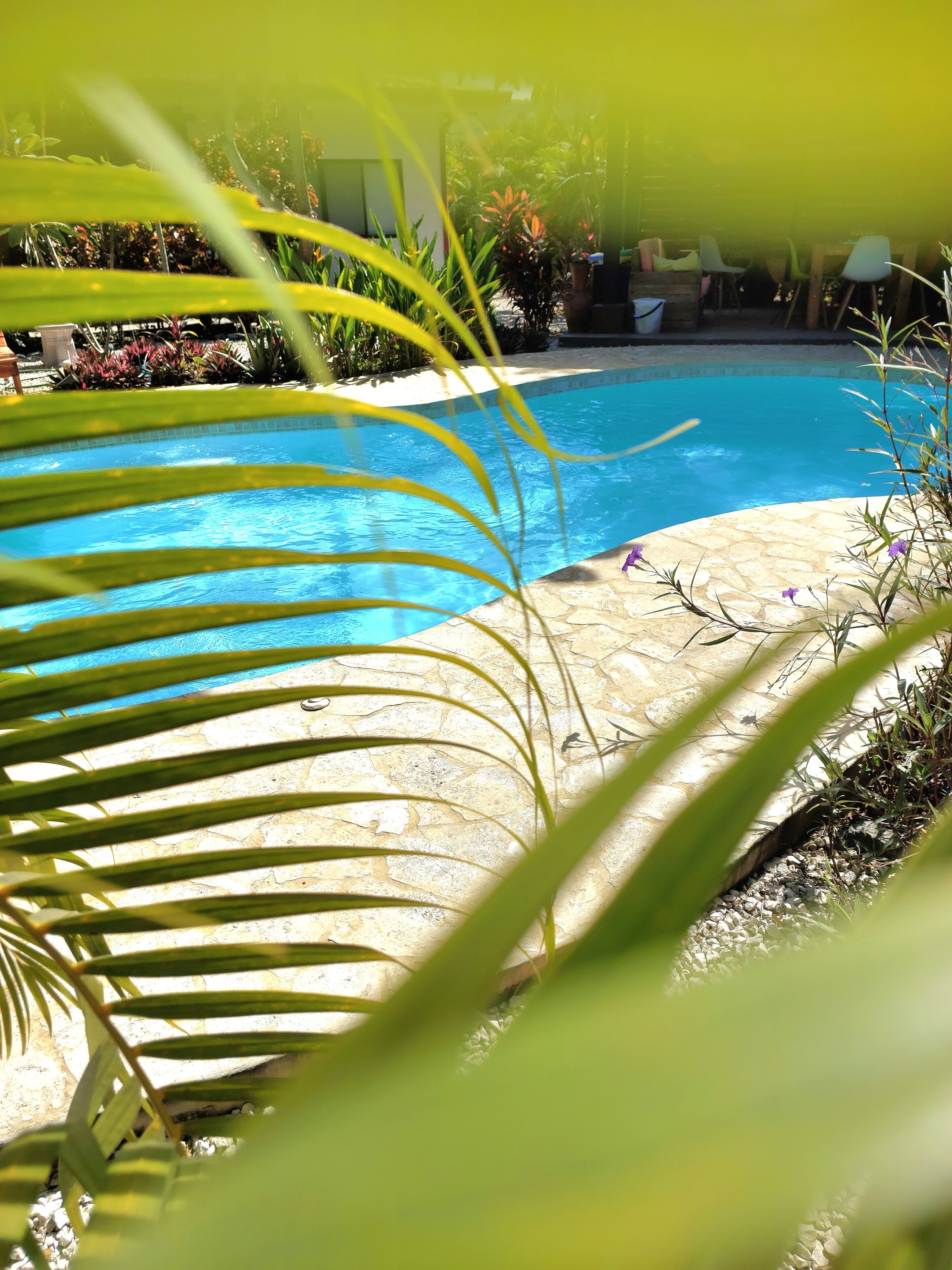 Una piscina con acqua cristallina, circondata da un solarium in pietra e diverse piante.