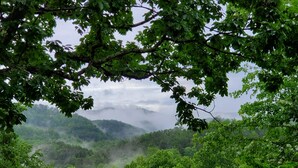 A lush green forest with dense foliage and a misty mountain backdrop.
