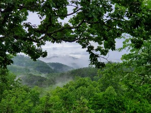 A lush green forest with dense foliage and a misty mountain backdrop.