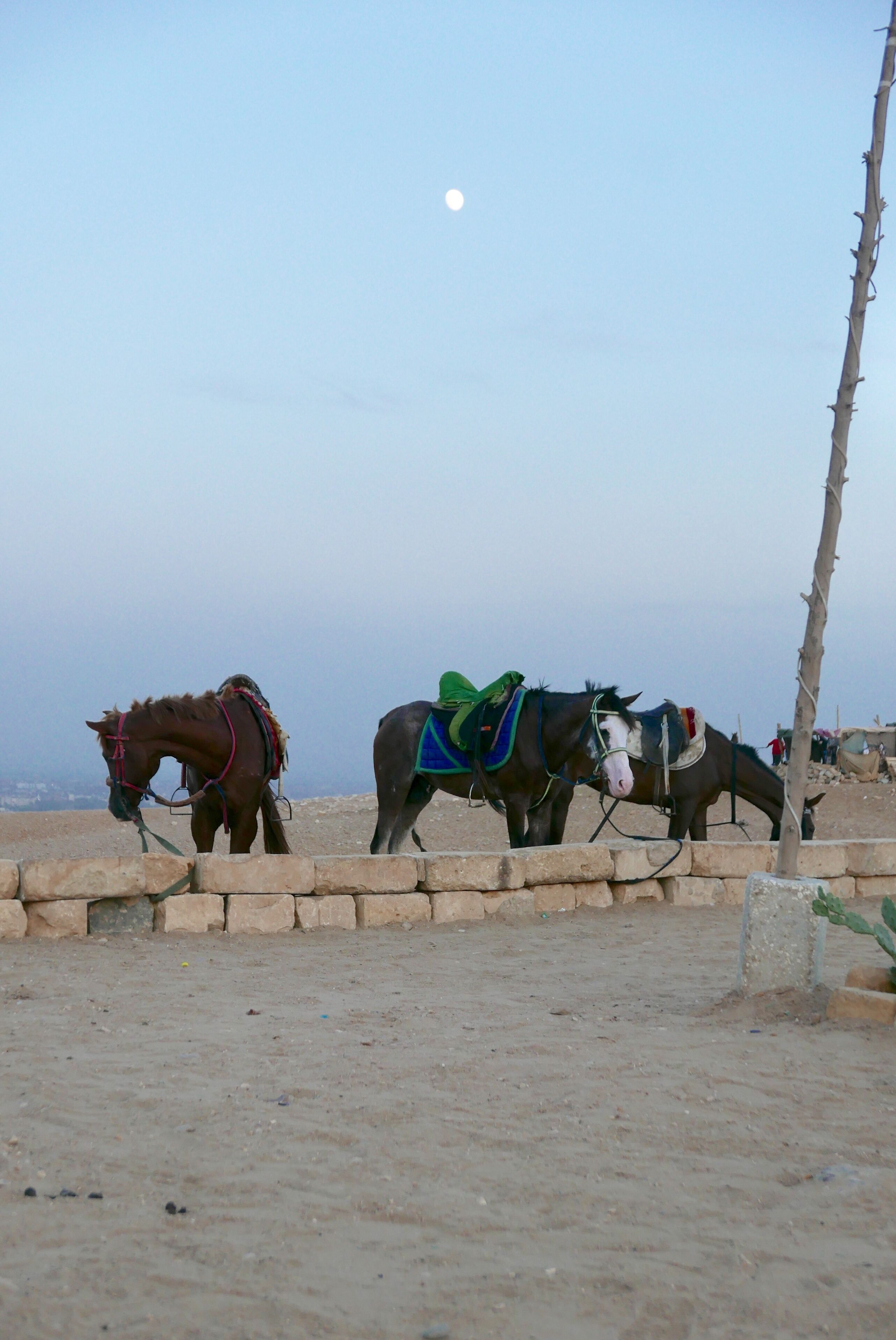 Foto - Giza Pyramids View Guest House