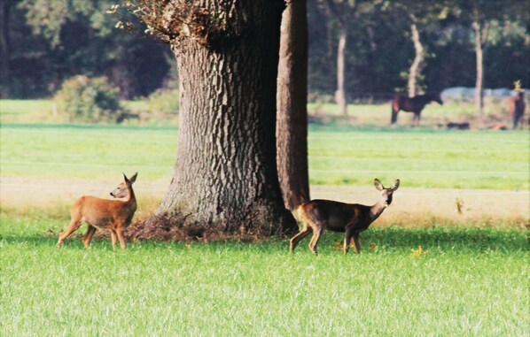Eine grüne Wiese mit einem großen Baum und zwei Rehen.