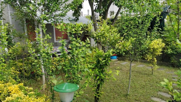 Un jardín con diversas plantas y una luminaria verde para exteriores.