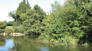 Eine friedliche Uferlandschaft mit üppiger Vegetation und ruhigem Wasser.