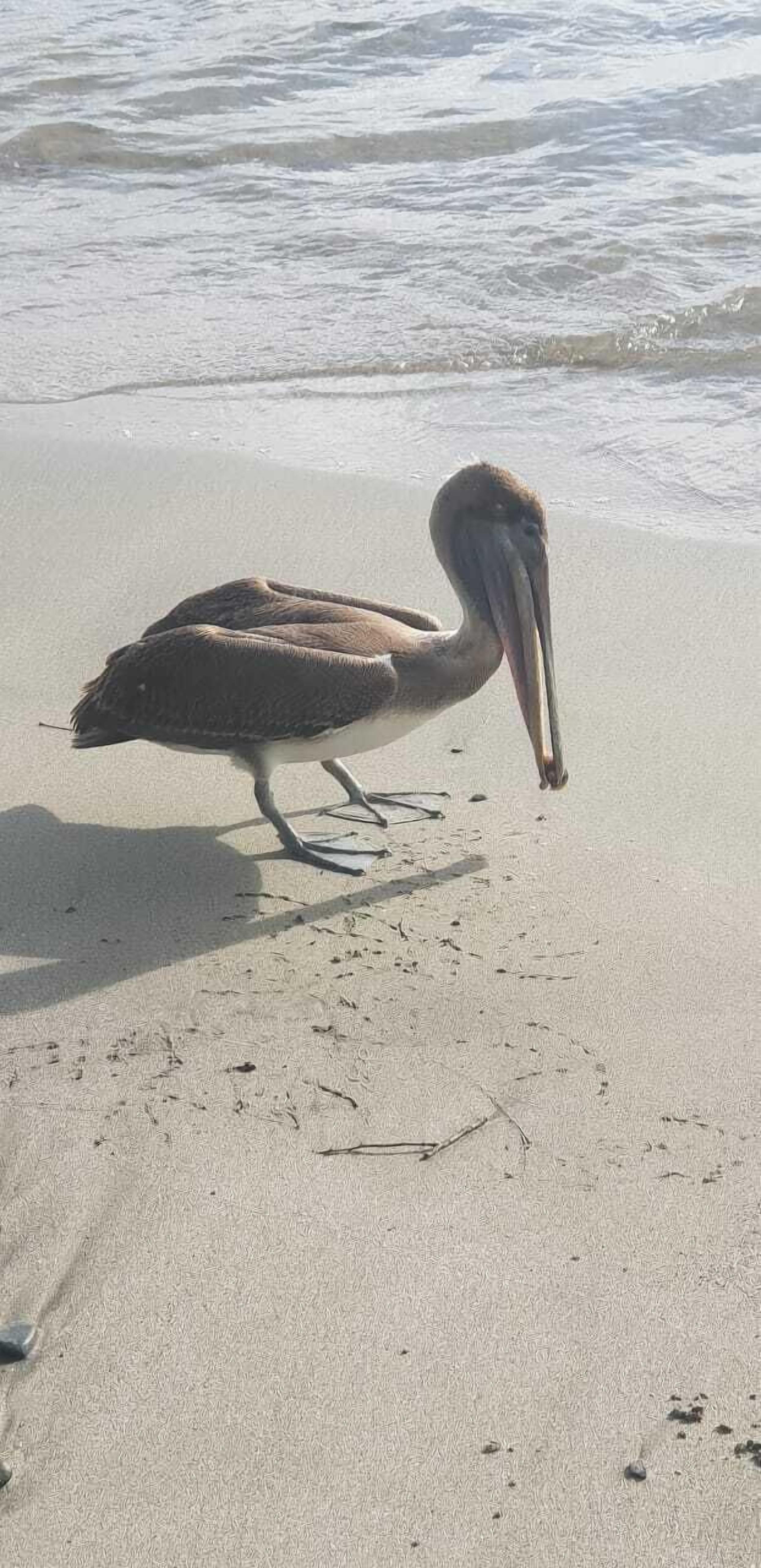 A pelican on a sandy beach with waves in the background.