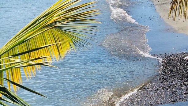 A beach with clear blue water, palm trees, and a hilly background with buildings. - Hotel Pelican (Schoelcher)