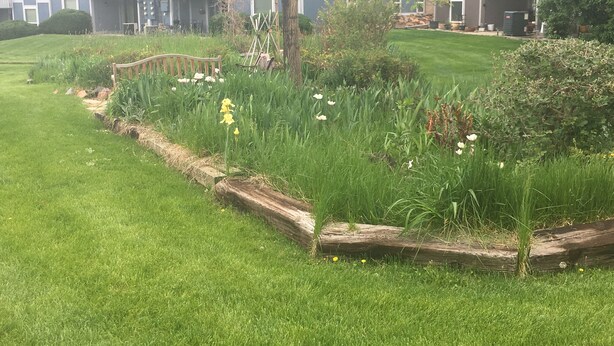A well-maintained garden with a wooden bench, various plants, and a building in the background.
