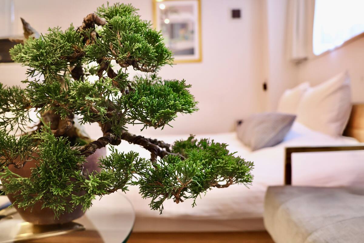 Un arbre bonsai dans un pot, posé sur une table dans une pièce où se trouvent un canapé et des coussins.