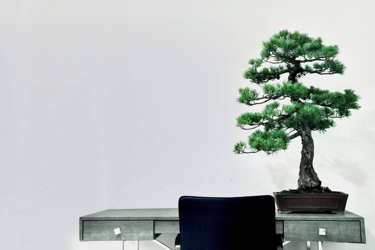 Un arbre bonsai dans un pot, posé sur un bureau devant lequel se trouve une chaise.