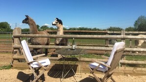 A fenced area with two llamas, a table with chairs, and a bottle of wine.