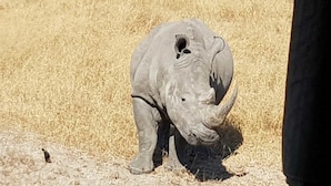 A rhinoceros in a dry, grassy field. - BTV Guesthouse (Mbombela)