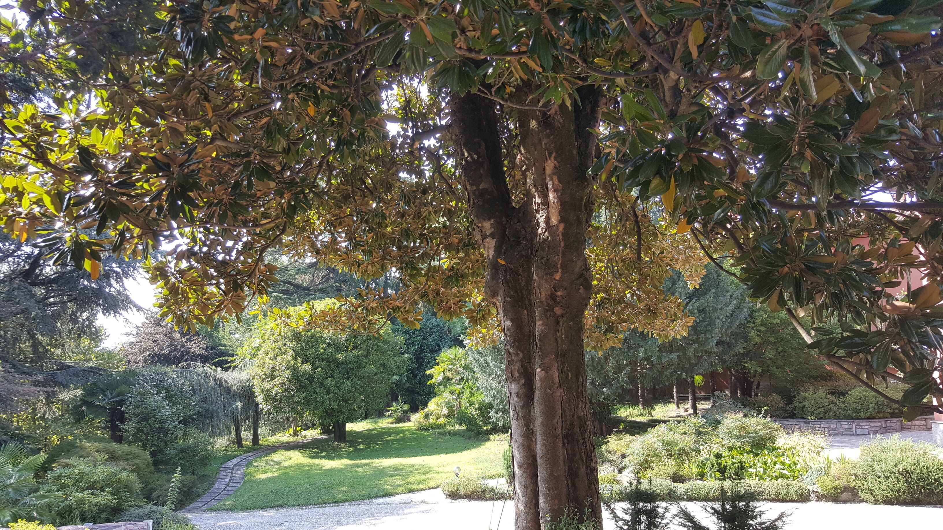 Un jardin avec un arbre central, un chemin dallé et divers arbustes.