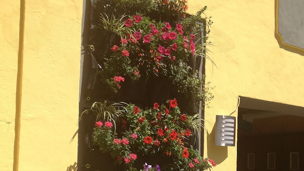 Een raam met een bloembak vol rode en paarse bloemen.