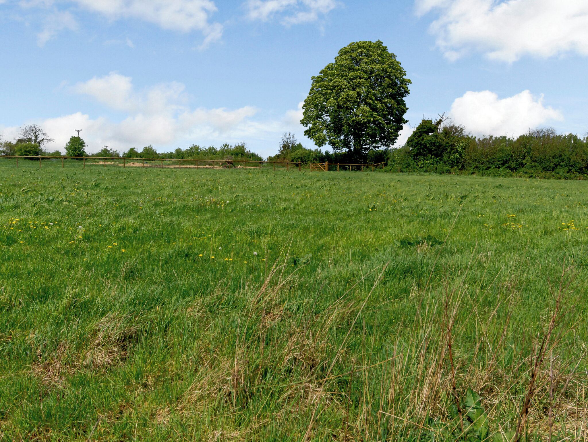 A grassy field with a large tree in the center and a fence in the background.