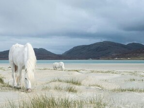 A white horse grazing on a sandy beach with a lake and mountains in the background.