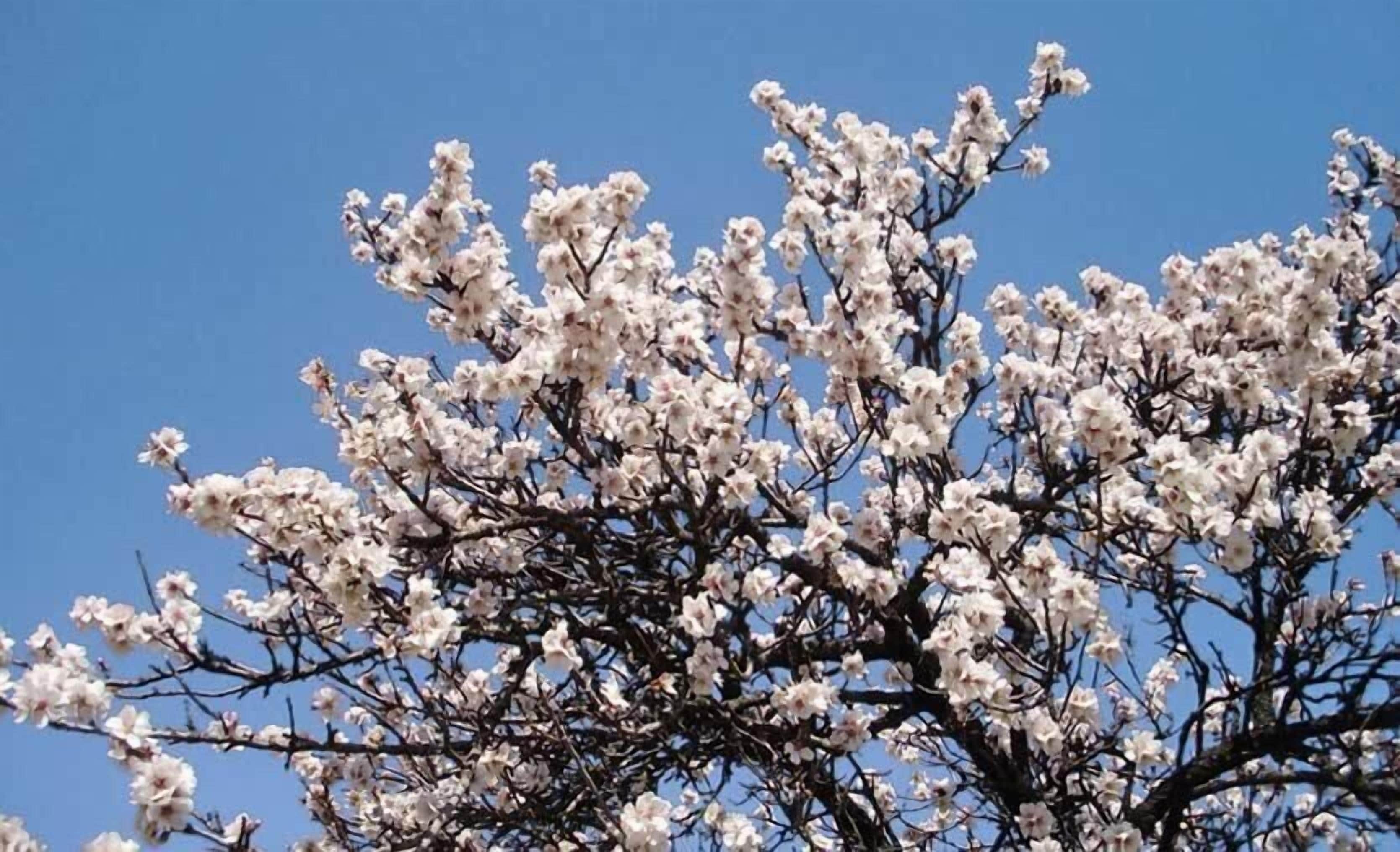 Foto - S'Hotelet de Santanyi