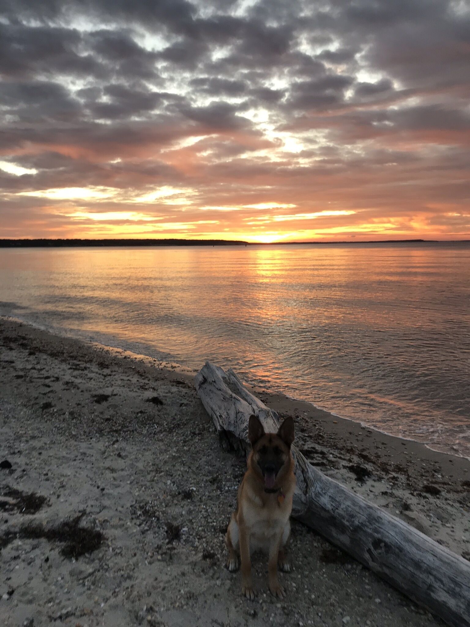 A dog sitting on a sandy beach with a log, overlooking a calm body of water during sunset.