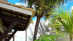 A well-maintained garden with a variety of plants, a palm tree, and a small white building with a wooden roof. - Beach House in Guarajuba, North Coast of Bahia (Camaçari)