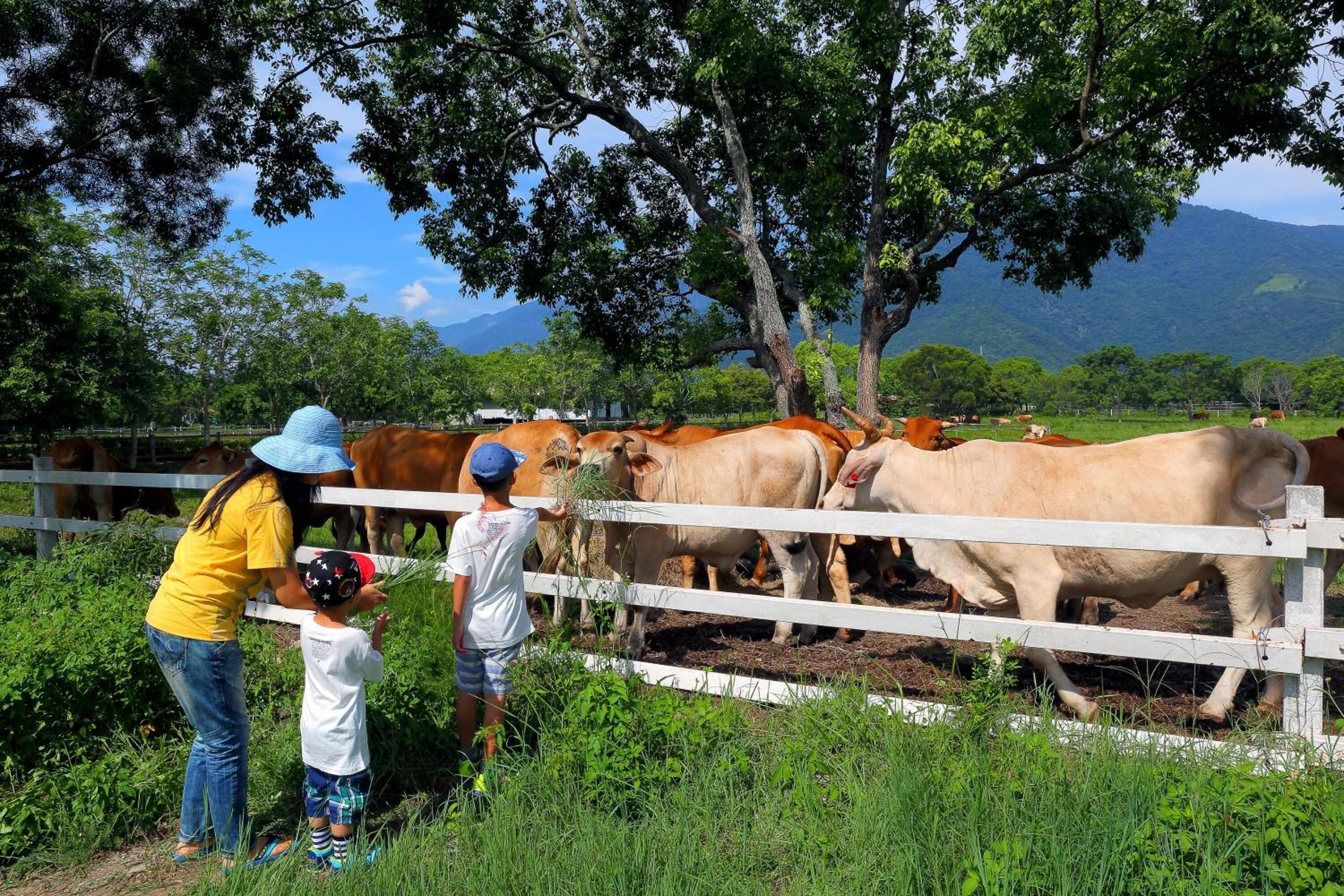 A group of people observing cows near a white fence in a rural setting with trees and mountains in the background.