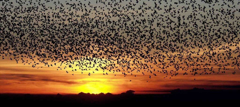 Un grand groupe d’oiseaux volant au-dessus d’un coucher de soleil.