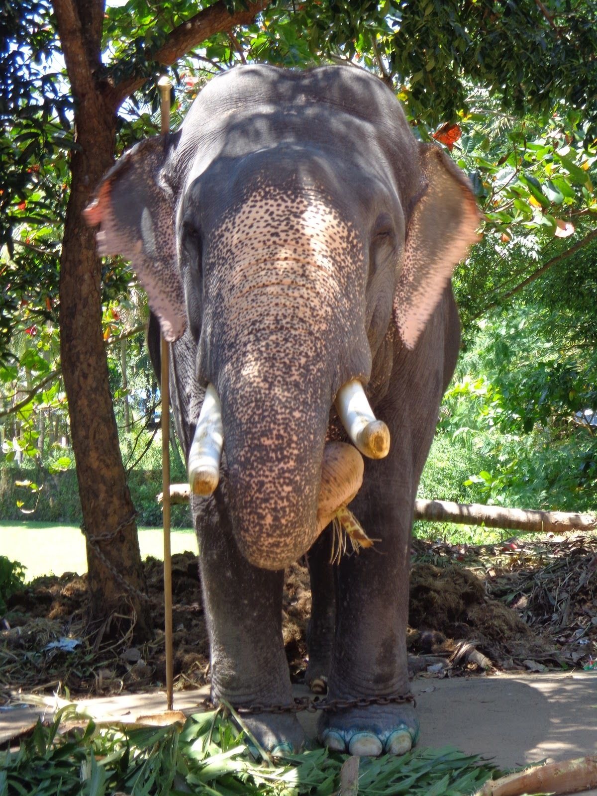 Un elefante de pie en un entorno natural, con árboles y follaje al fondo.