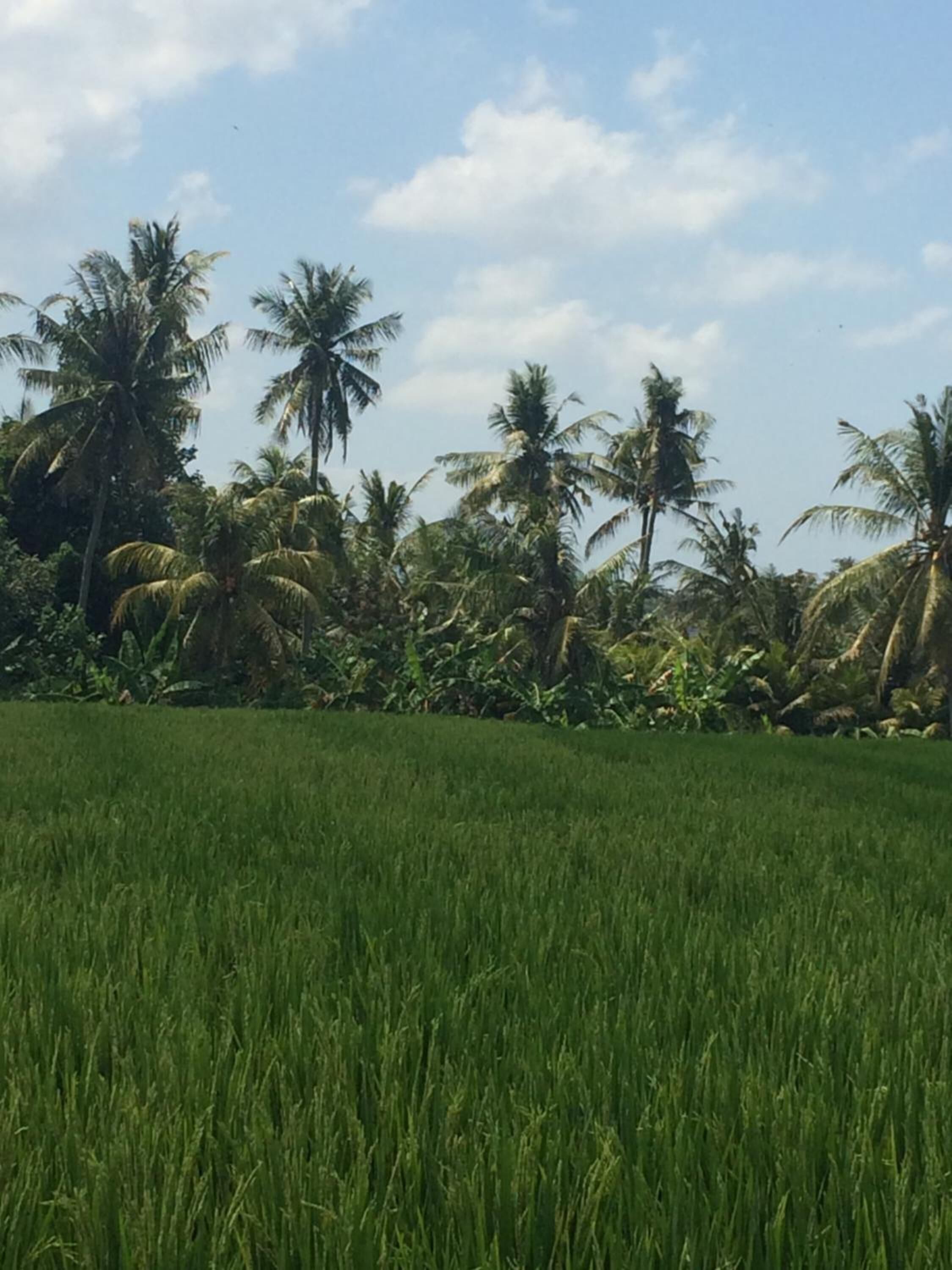 A lush green field with tall palm trees in the background.