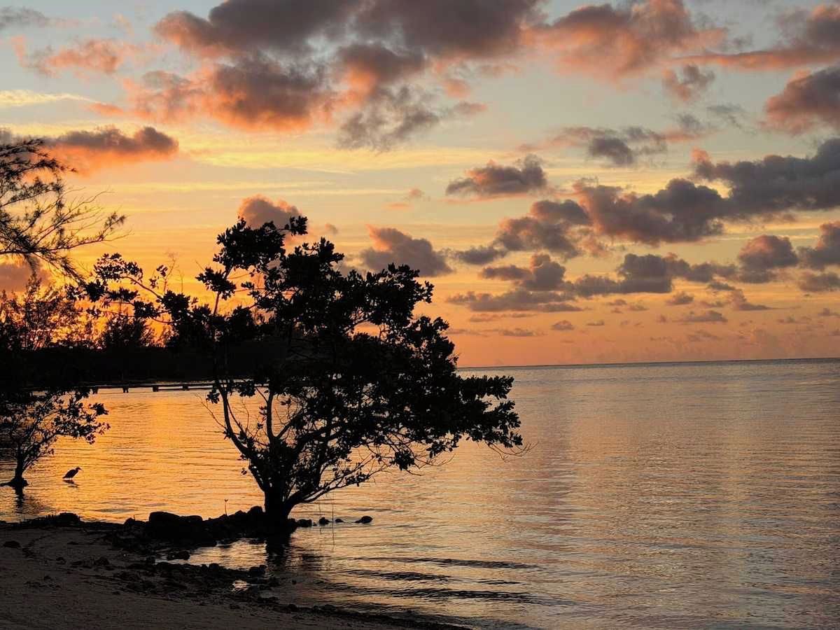 A tree silhouette against a sunset sky, with calm water in the foreground.