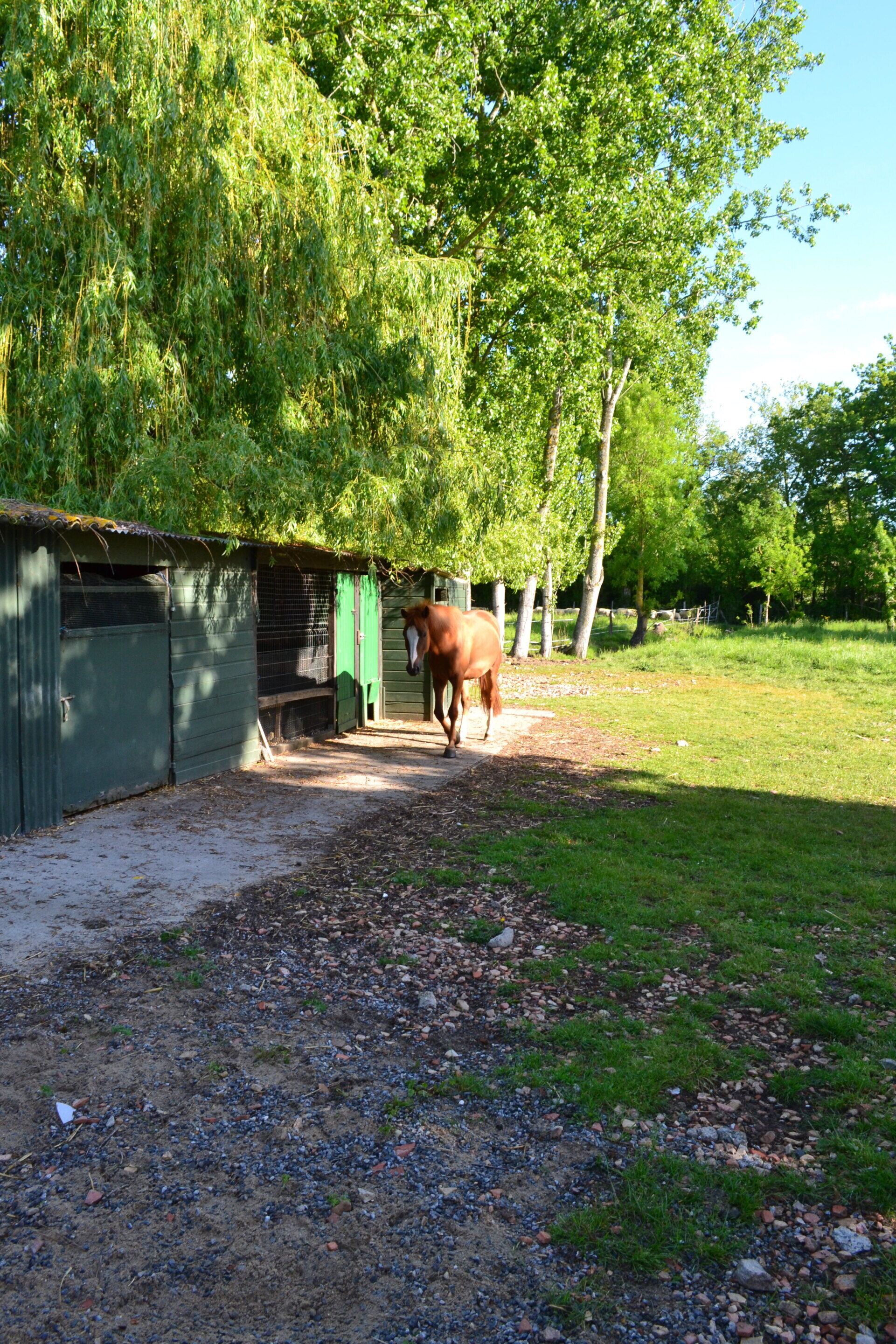 Un écurie abritant un cheval, entourée d’arbres et bordée d’un chemin de gravier.