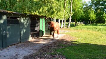 Un écurie abritant un cheval, entourée d’arbres et bordée d’un chemin de gravier.