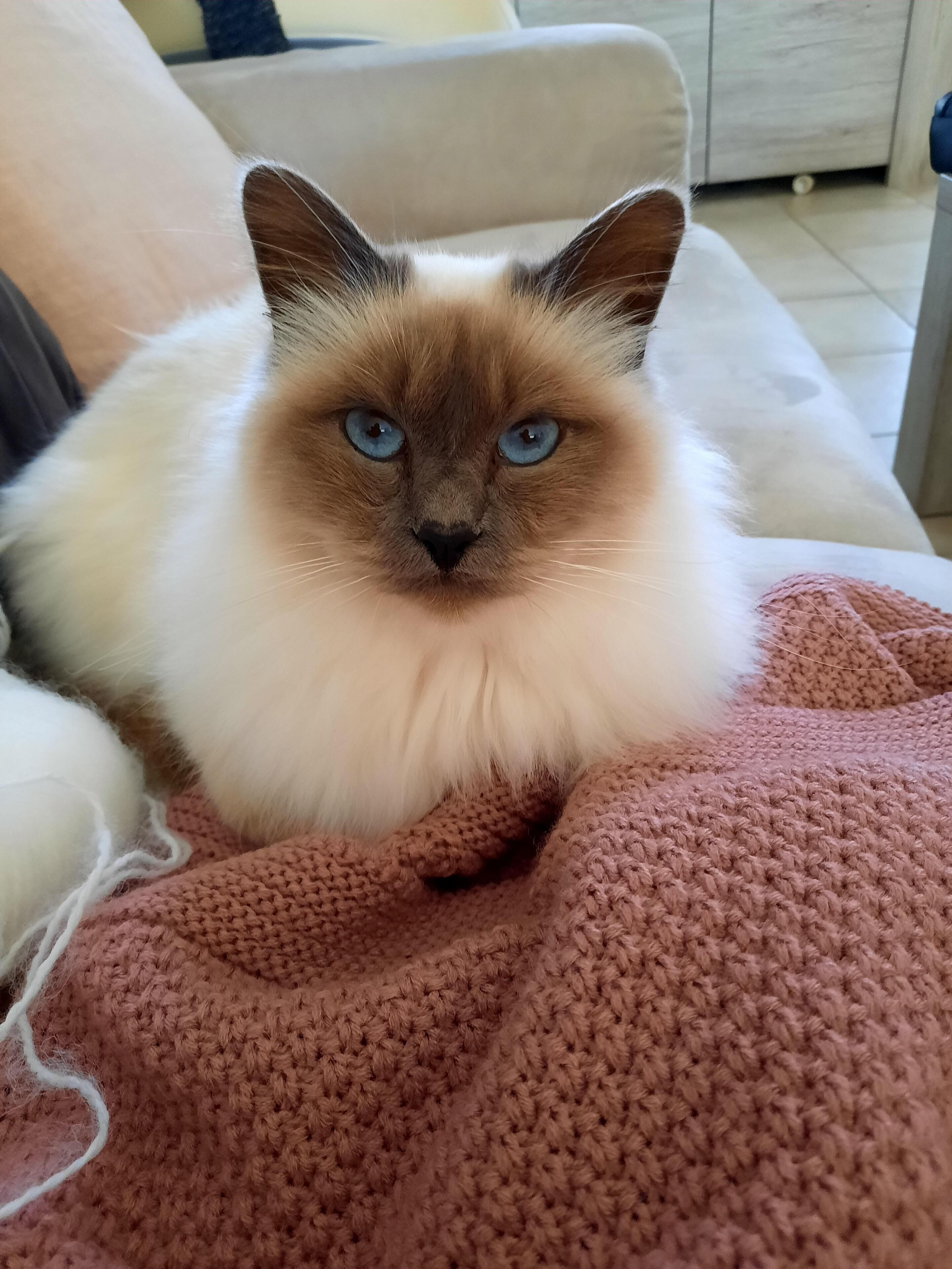 Un chat aux yeux bleus est assis sur un canapé recouvert d’une couverture tricotée.