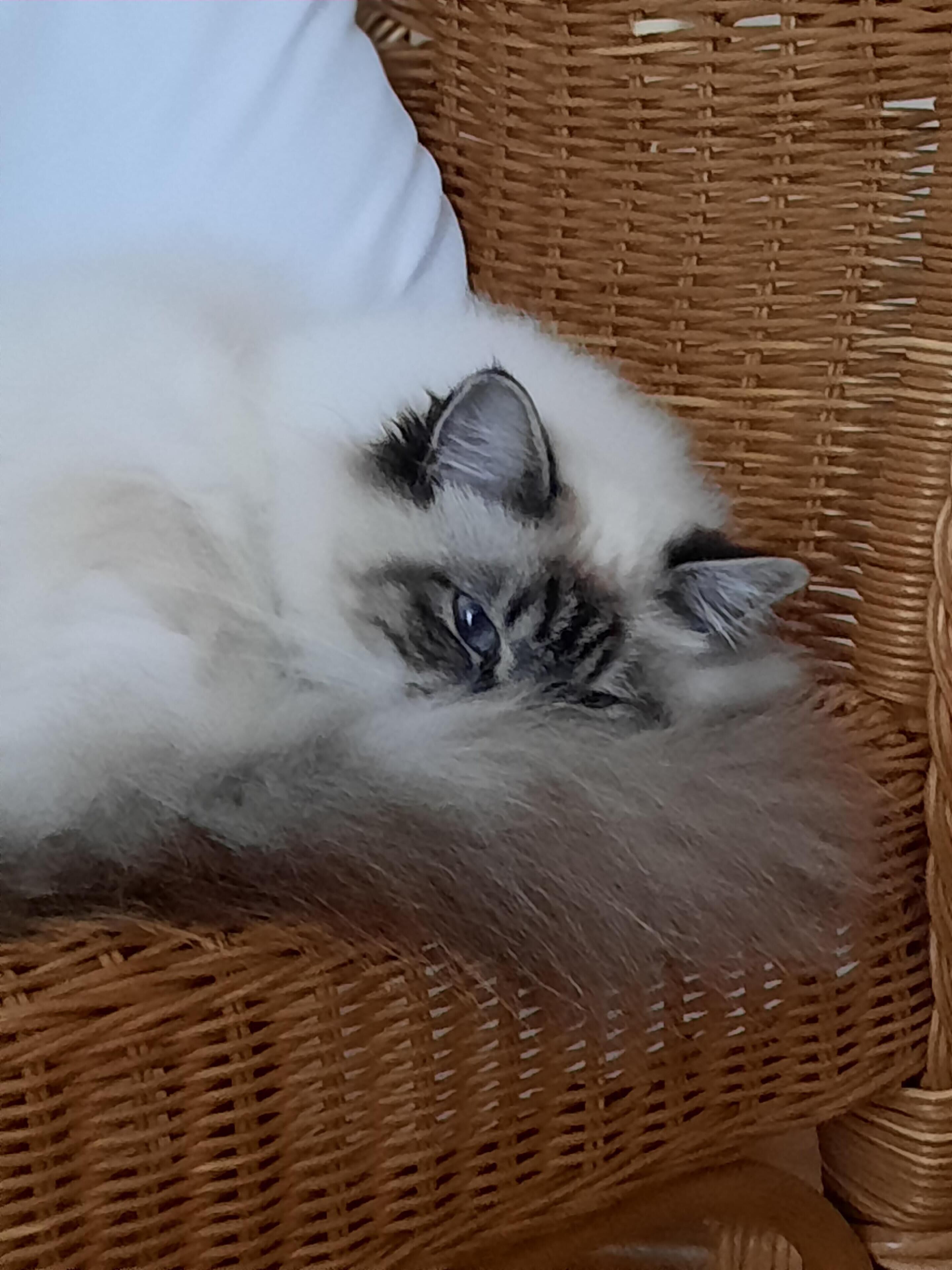 Un gato esponjoso recostado en una silla de mimbre.