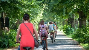 A group of people riding bicycles on a tree-lined path.