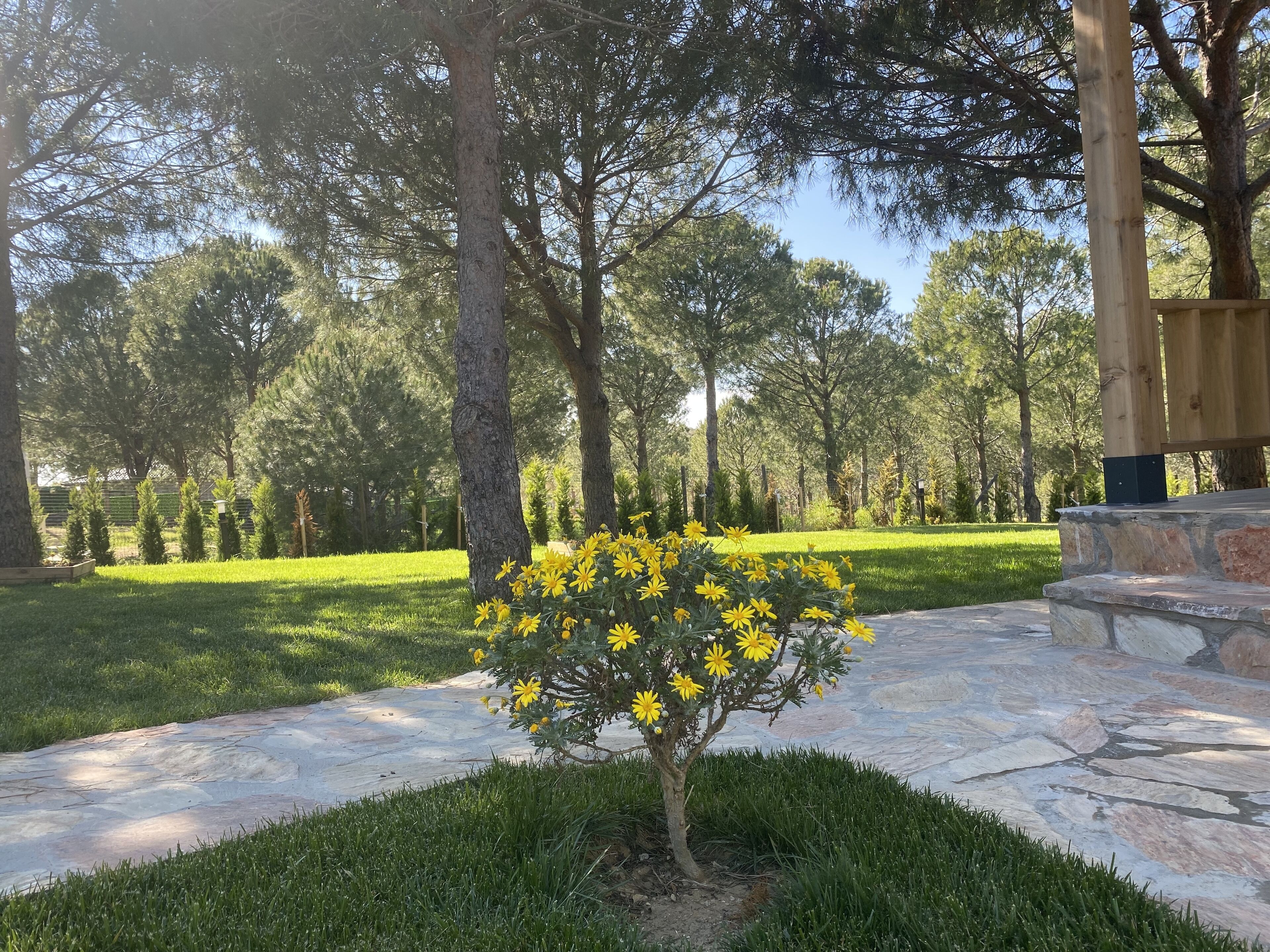 Un parque con un sendero de piedra, un pequeño árbol con flores amarillas y un banco de madera.