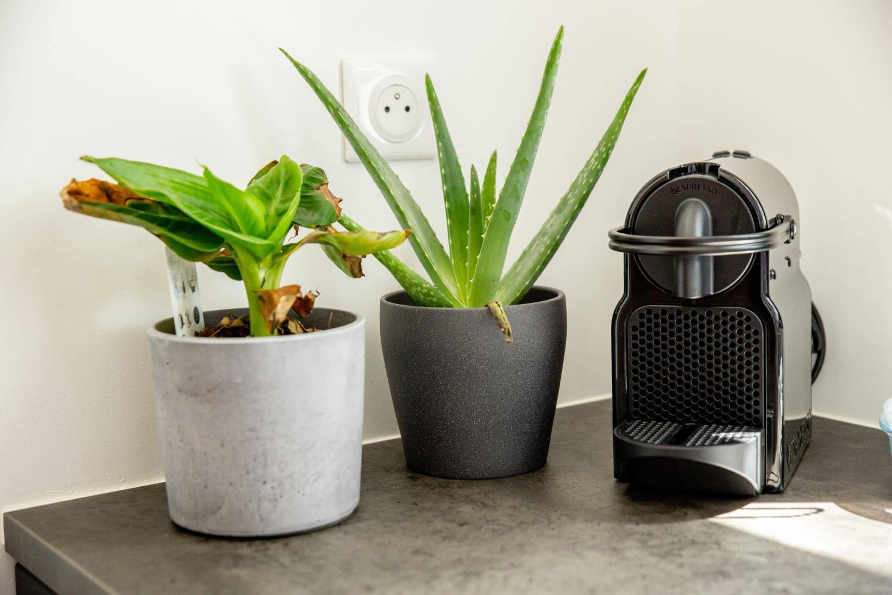 A countertop with two potted plants and a coffee machine.