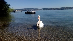 A swan in clear water with a boat in the background and a distant shoreline. - Gasthaus Hotel Anker (Konstanz)