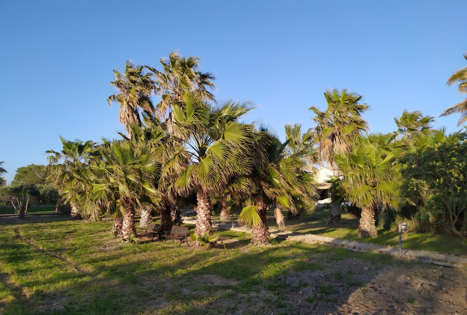 Un jardín con palmeras y un camino pavimentado.